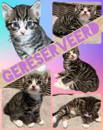 Schattige, lieve kittens zoeken een huisje!, Kater, Kortharig, 0 tot 2 jaar