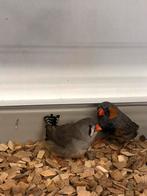 Koppel grote zebravinken, Dieren en Toebehoren, Vogels | Overige Vogels, Meerdere dieren