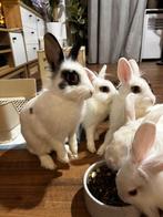 Ik geef het gratis weg aan goede handen!!, Dieren en Toebehoren, Vrouwelijk, Klein, 0 tot 2 jaar