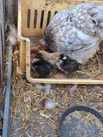 Cochin kuikentjes, Dieren en Toebehoren, Pluimvee, Geslacht onbekend, Kip