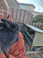 Nederlandse dwergkonijnen, 2 kleine zwarte mannetjes, Dieren en Toebehoren, Konijnen, Mannelijk, Middelgroot, Hangoor, 0 tot 2 jaar