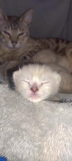 Savannah kittens F7 zuiver ras met stamboom., Kater, Gechipt, 0 tot 2 jaar