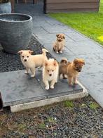 Super schattige en lieve pomeriaan kruising pups, Parvo, 8 tot 15 weken, Meerdere, Nederland