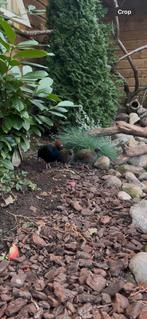 Koppel Roul Rouls, Dieren en Toebehoren, Vogels | Overige Vogels, Meerdere dieren, Geringd