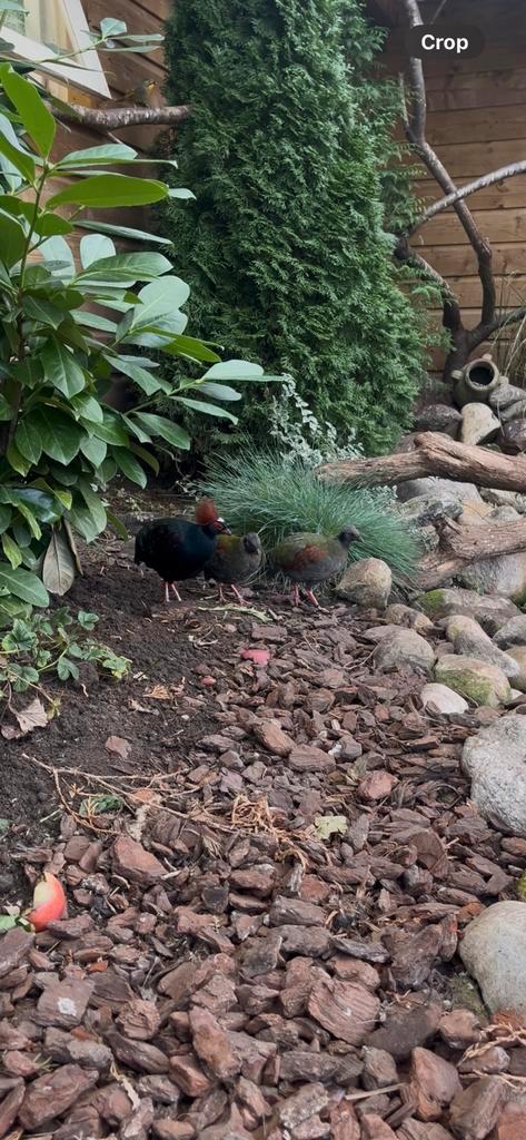 Koppel Roul Rouls, Dieren en Toebehoren, Vogels | Overige Vogels, Meerdere dieren, Geringd