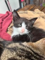 Kitten te koop!!! MOET WEG, Dieren en Toebehoren, Katten en Kittens | Overige Katten, Kater