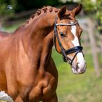 4jarige STER/IBOP merrie, Dieren en Toebehoren, Paarden, Merrie, Gechipt, Dressuurpaard, 3 tot 6 jaar