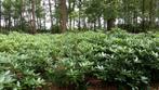 Rododendrons, Tuin en Terras, Ophalen, Rhododendron, Struik, 100 tot 250 cm