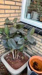 Kunstof ficus, Ophalen, Ficus, Volle zon