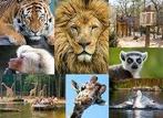 Dierenpark Amersfoort 20% korting p.p. max. 4 personen, Tickets en Kaartjes, Drie personen of meer, Kortingskaart