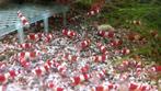 Crystal Red Garnalen, Dieren en Toebehoren, Kreeft, Krab of Garnaal