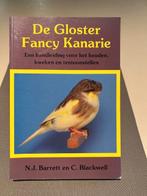 de Gloster Fancy kanarie, Ophalen of Verzenden, Nieuw, Vogels