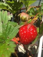biologische planten zoete aardbeien frambozen, Tuin en Terras, Volle zon, Vaste plant, Ophalen of Verzenden, Zomer