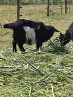 Stamboek landgeitbokje, Dieren en Toebehoren, Schapen, Geiten en Varkens, Meerdere dieren, Geit