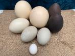 Verschillende grote eieren. Struisvogel/ Emu, Ophalen of Verzenden