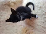 Schattige kittens zwart wit, Dieren en Toebehoren, Katten en Kittens | Overige Katten, Meerdere dieren