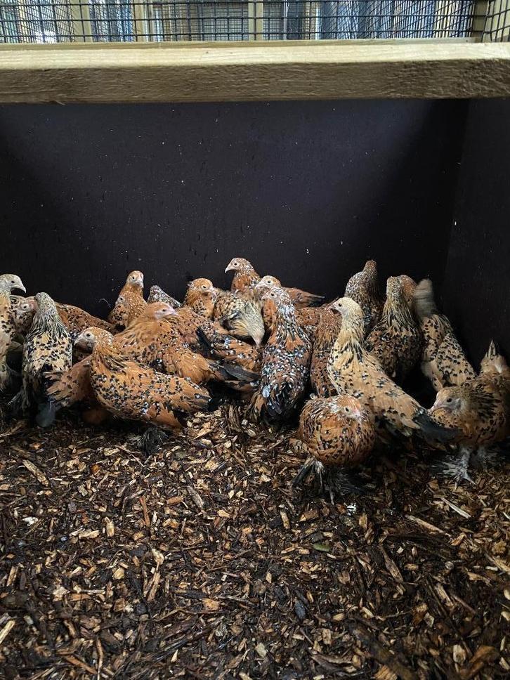 Sabelpoot krielkip | Jonge, kleine kippen | Passend advies!, Dieren en Toebehoren, Pluimvee, Kip, Meerdere dieren