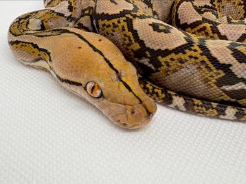 Python Reticulatus zuiver Sumatra Mocha beschikbaar voor biedingen