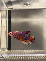 Betta giant koi plakat, Vis