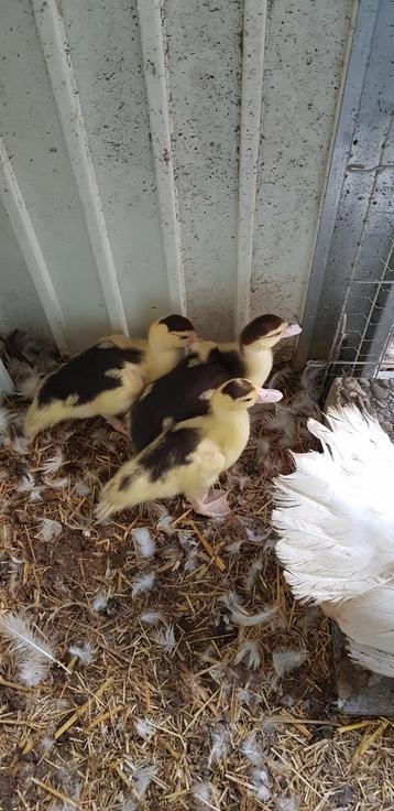 3 Jonge Muskus eenden te koop. Eenden, Muskuseend.  beschikbaar voor biedingen