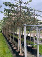 Mooie leilindes te koop, Tuin en Terras, Planten | Bomen, Ophalen, Volle zon, Overige soorten