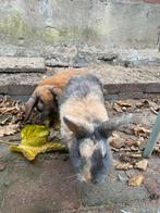 Konijnen en hok, Dieren en Toebehoren, Konijnen, Mannelijk