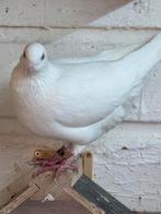 Witte postduiven, Dieren en Toebehoren, Meerdere dieren, Postduif