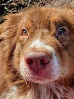 australian shepherd, Dieren en Toebehoren, 6 jaar of ouder, Reu, Nederland, Eén hond