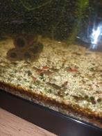 Garnalen Mix, van groot en kleine jongen Garnalen, Dieren en Toebehoren, Vissen | Aquariumvissen, Kreeft, Krab of Garnaal, Zoetwatervis