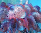Discus Red turquoise ca 6 cm - siner - Koidreams