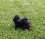 Labradoodle pups F4 hypoallergeen zwart kleine medium, Dieren en Toebehoren, Honden | Retrievers, Spaniëls en Waterhonden, Nederland