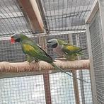 Derbyans, Derbyanparkieten  (2018), Dieren en Toebehoren, Vogels | Parkieten en Papegaaien, Meerdere dieren, Parkiet, Geringd