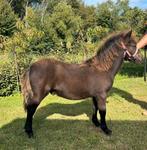 Shetlander hengstveulen N.S.P.S grote maat, Dieren en Toebehoren, Pony's, Niet van toepassing, 0 tot 2 jaar, Hengst, A pony (tot 1.17m)