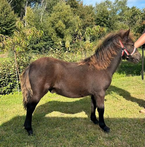 Shetlander hengstveulen N.S.P.S grote maat, Dieren en Toebehoren, Pony's, Hengst, Niet van toepassing, A pony (tot 1.17m), 0 tot 2 jaar