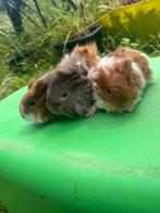Hele lieve en mooie jonge Peruvian en Tessel cavia’s, Dieren en Toebehoren, Cavia, Juli, Vrouwelijk, Tam