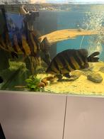 Datnioides Sumatra rond de 30 cm, Vis