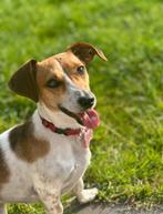 Pups verwacht, Dieren en Toebehoren, Honden | Teckels en Dashonden, Standaard, 8 tot 15 weken, Korthaar, Meerdere