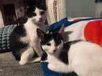 2 lieve kittens - Hubert en Hendrik, Kortharig, 0 tot 2 jaar