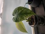 Monstera mint, Ophalen of Verzenden, Halfschaduw, Minder dan 100 cm