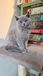 Blue Brits / Britse Korthaar kittens met stamboom, Poes, Gechipt, 0 tot 2 jaar