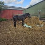 Gave New Forest jaarling merrie, Dieren en Toebehoren, Pony's, Merrie, Niet van toepassing, 0 tot 2 jaar, D pony (1.37m tot 1.48m)