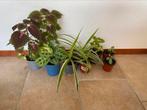 Diverse stekjes kamerplanten, Ophalen, Overige soorten, Minder dan 100 cm