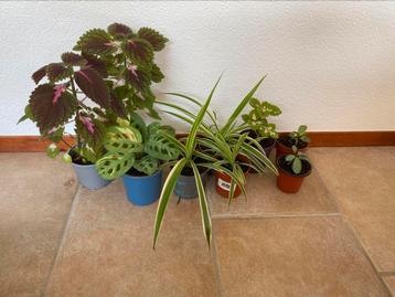 Diverse stekjes kamerplanten beschikbaar voor biedingen
