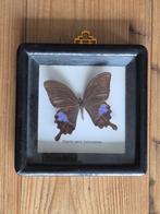 Opgezette vlinder in oude zwarte lijst (taxidermie), Ophalen of Verzenden