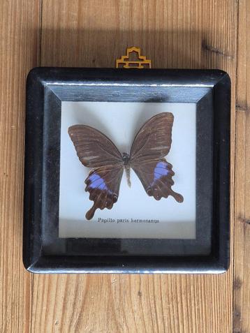 Opgezette vlinder in oude zwarte lijst (taxidermie) beschikbaar voor biedingen