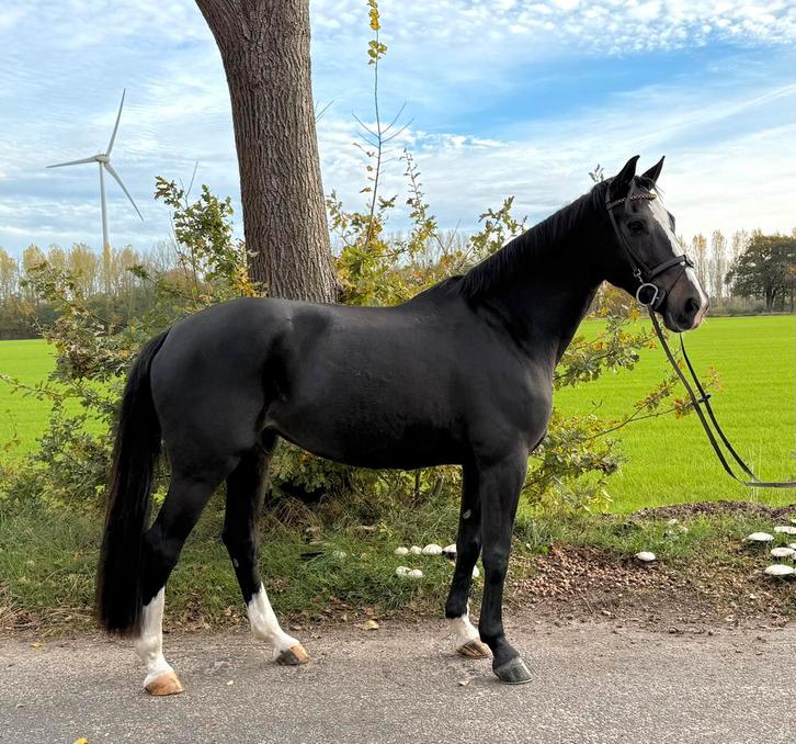 Mooie spring gefokte merrie beschikbaar, Dieren en Toebehoren, Paarden, Merrie, B, 165 tot 170 cm, 7 tot 10 jaar, Springpaard