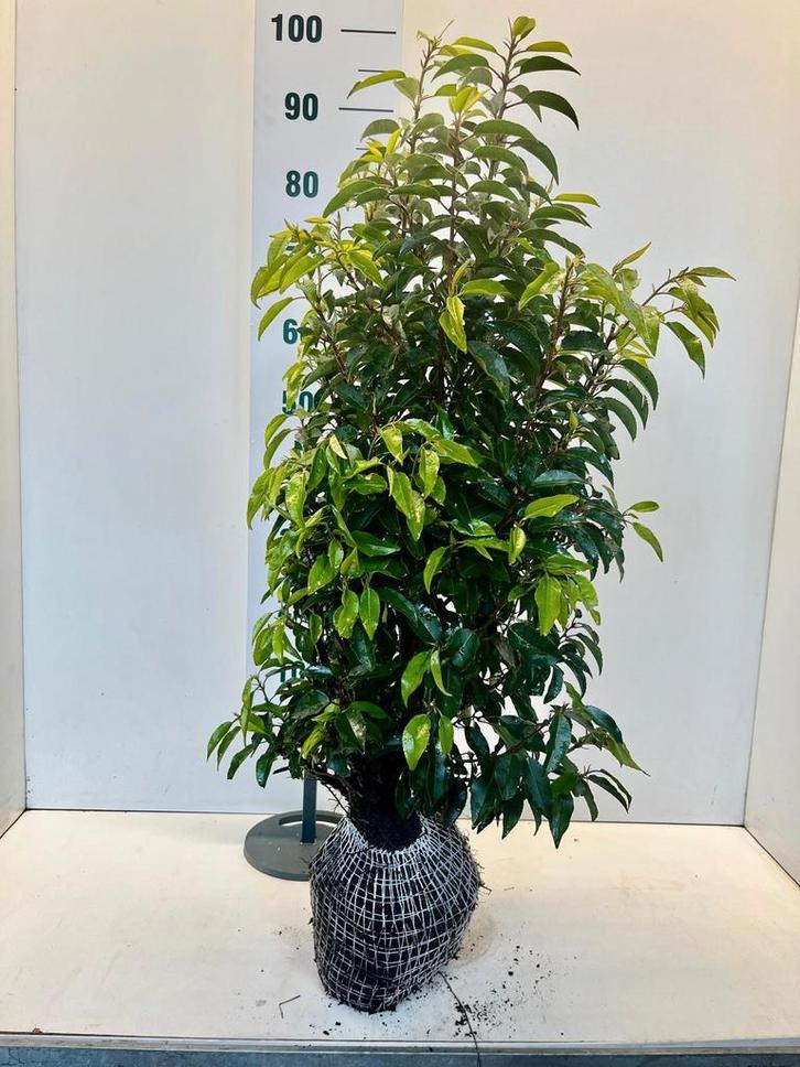 Prunus lusitanica Angustifolia 60/80 & 80/100, Tuin en Terras, Planten | Bomen, Overige soorten, Minder dan 100 cm, Halfschaduw