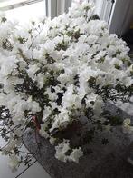 Schitterende, grote, rijkbloeiende japanse azalea, Tuin en Terras, Vaste plant, Overige soorten, Ophalen, Volle zon