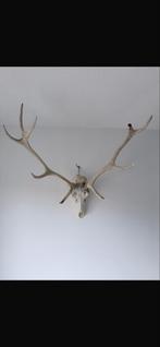 Herten schedel, Ophalen of Verzenden, Hert, Schedel