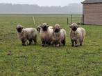 4 Walliser Schwarznase ooien, Vrouwelijk, Schaap